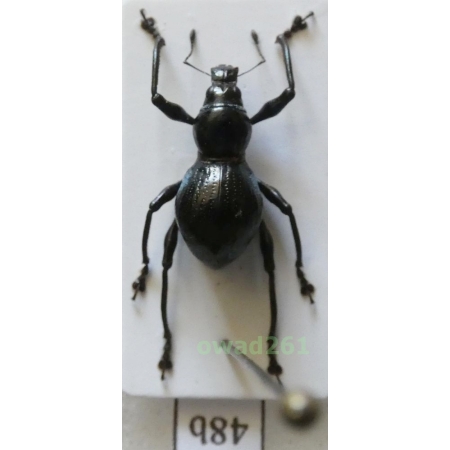 Metapocyrtus quadriplagiatus (Roelofs, 1874) female Philippines48b